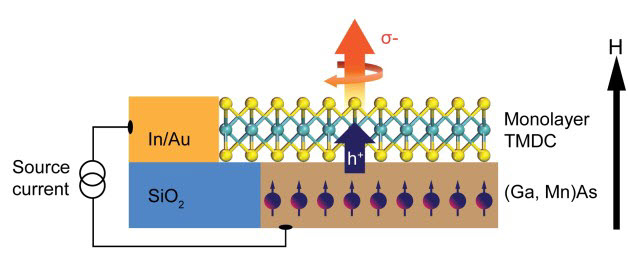 schematic showing a TMDC monolayer coupled with a host ferromagnetic semiconductor