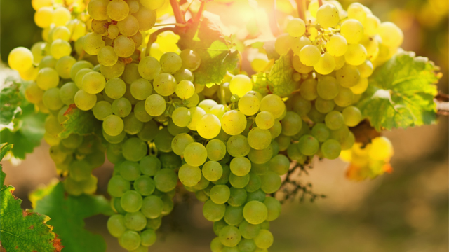 Chardonnay grapes