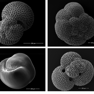 foraminifera shells