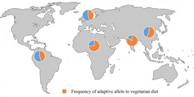 global frequency pattern of an allele adaptive to vegetarian diets