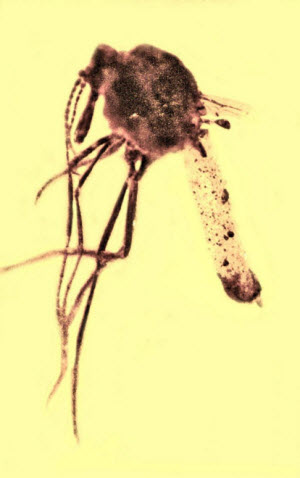 Malaria 2