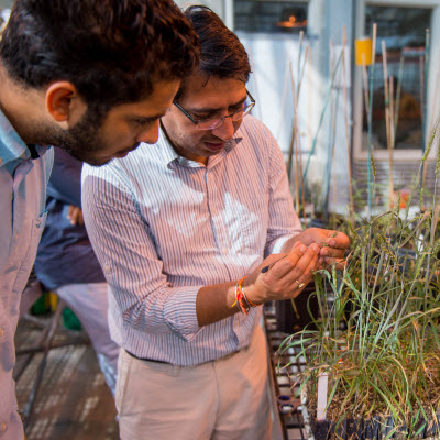 Breeder uses diversity to improve South Dakota winter wheat