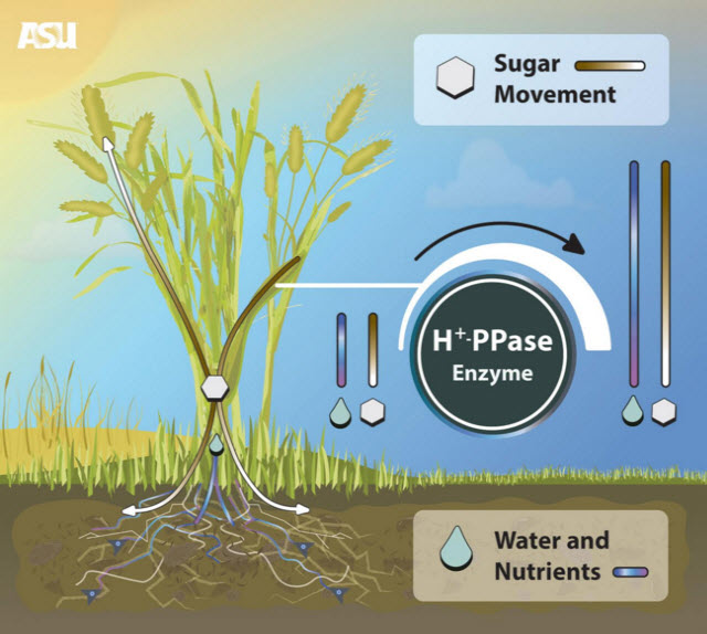 Crop Biotech