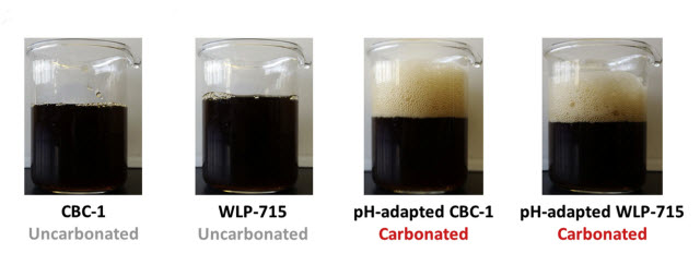 brewer's yeast strains