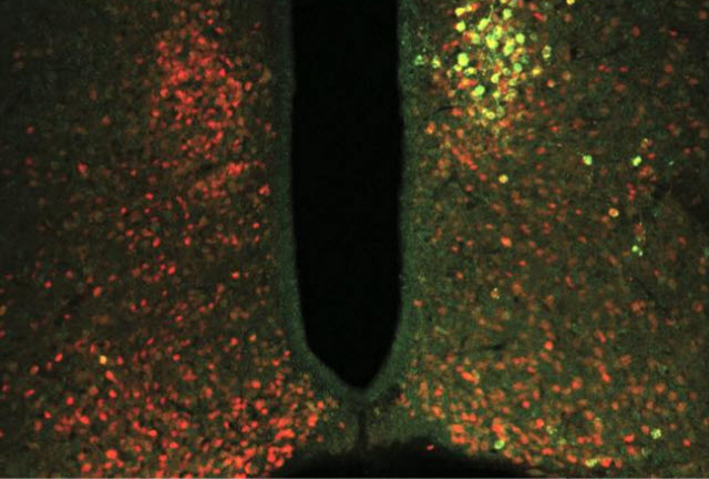 Ion Channels