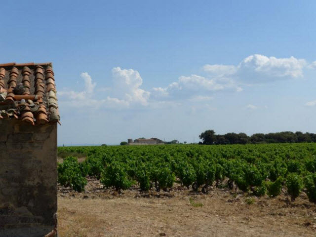 French Vineyard