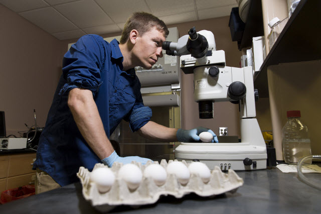 Forrest Goodfellow, a graduate student in University of Georgia's Regenerative Bioscience Center