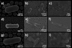 SEM images of E.coli