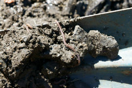 worms in a waste water treatment system