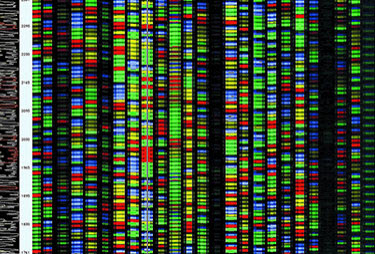 The end result of a DNA sequencing process