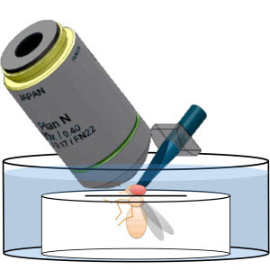 fruit fly experiment