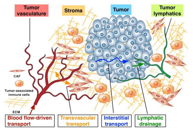 The complex microenvironment of tumors