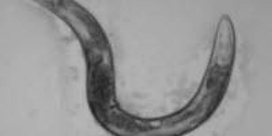 Worm Study May Resolve Discrepancies in Research on Aging | Lab Manager