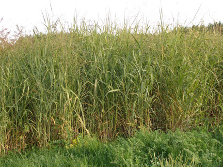 switchgrass plot 