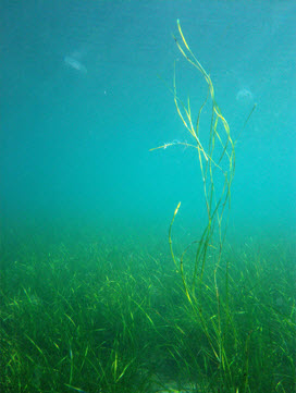 Zostera marina (eelgrass) meadow in Balsfjord