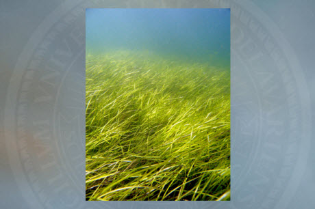 Zostera marina (eelgrass) meadow