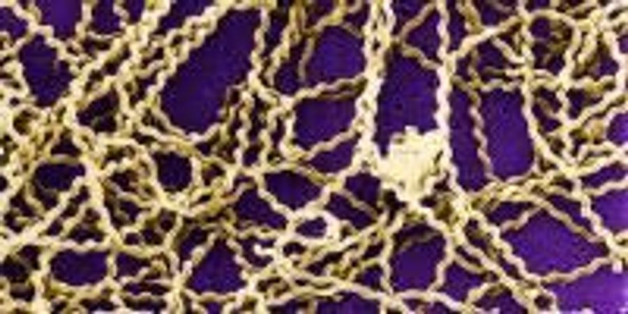 Molecular Homing Beacon Redirects Human Antibodies to Fight Pathogenic