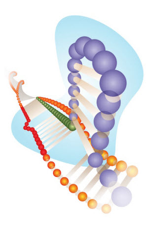 A Cas9 protein with guide RNA