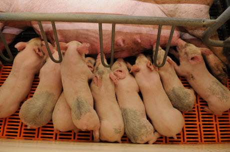 nursing piglets