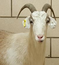 UI research goat