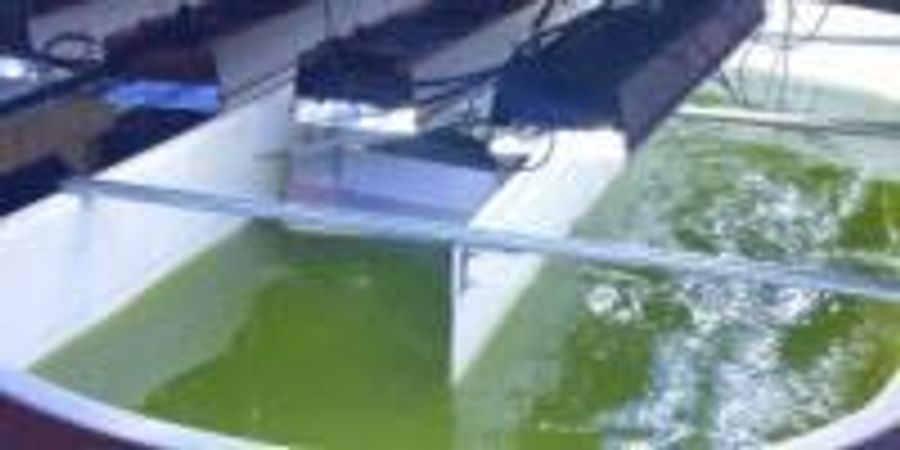 Algae Raceway Paves Path from Lab to Real-World Applications | Lab Manager