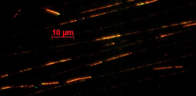 DNA fibers with replication forks