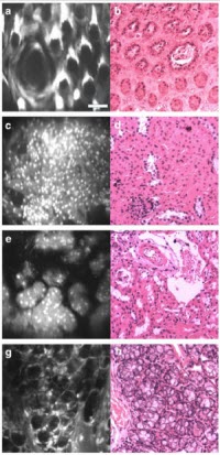 real-time microscope images and images produced during an expensive, multi-day process