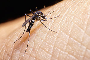 Aedes aegypti mosquito