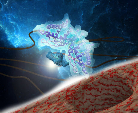 a vitamin mimic binds to a protein 