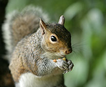 grey squirrel