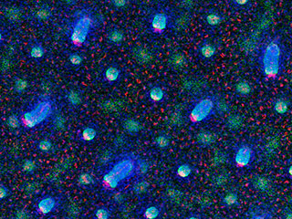 Study identifies signals that make early stem cells