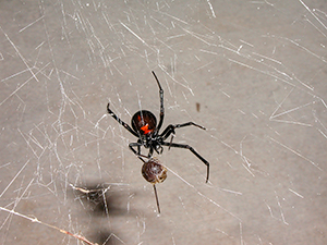 Black widow spider