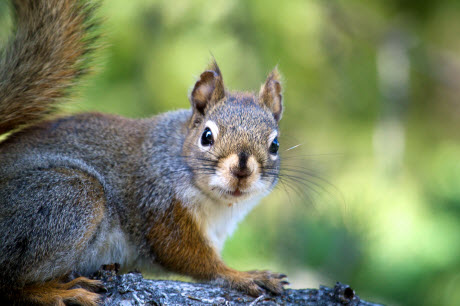 A red squirrel