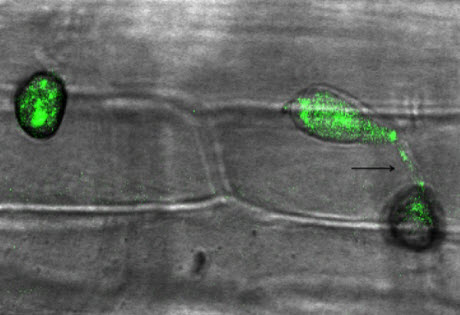 rice blast fungus M. oryzae