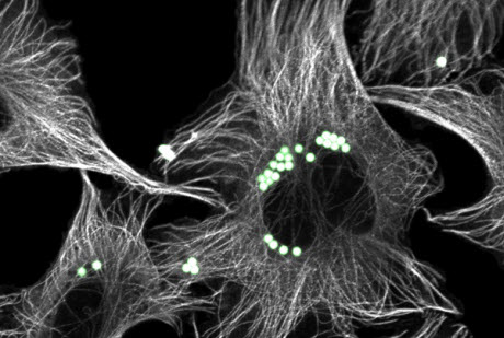 Novel Mechanism Identified in Cells in Close Proximity