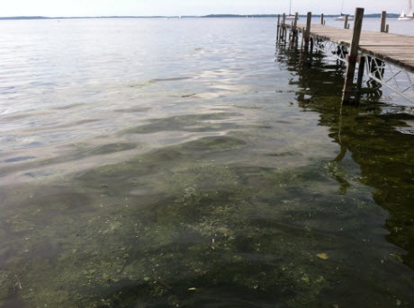 A harmful phytoplankton bloom in Lake Mendota, Wisconsin, one of the Virginia Tech project team's study sites