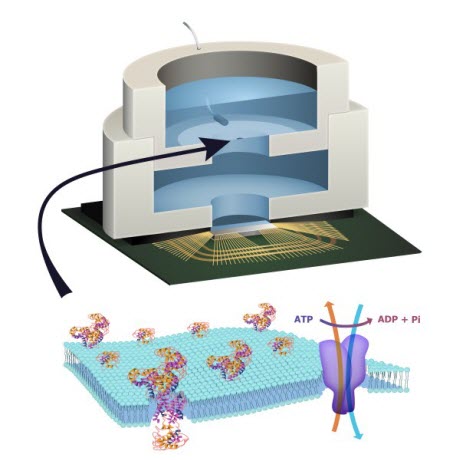 Illustration depicting biocell attached to CMOS integrated circuit