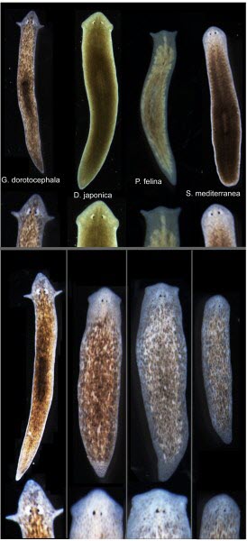 Biologists induce flatworms to grow heads and brains of other species