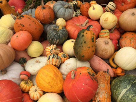 Variety of pumpkins and squash