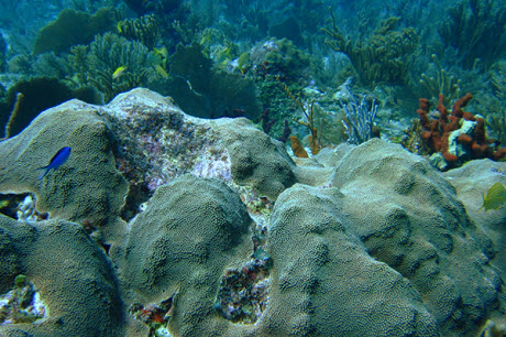 Orbicella faveolata