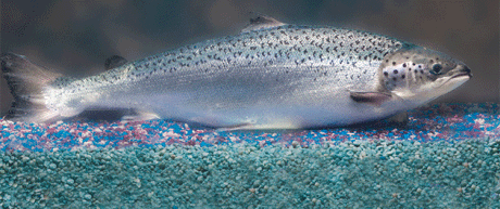 GMO salmon