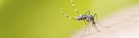mosquito