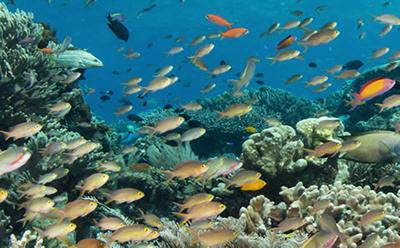 Reef Life Survey site in Rana, Indonesia