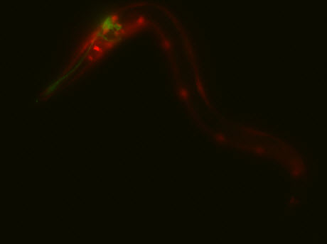 microscope image of worm, C. elegans