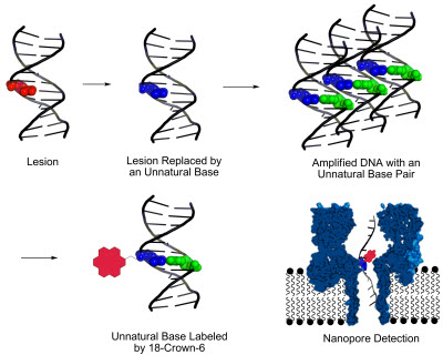 a new method, developed at the University of Utah, for identifying DNA lesions, or sites of damage on DNA strands that can lead to disease-causing mutations