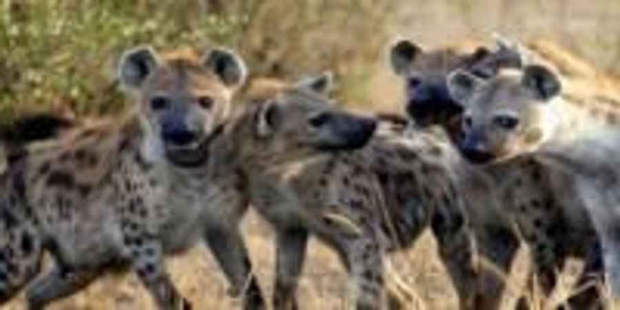 What Makes a Leader? Clues From the Animal Kingdom | Lab Manager