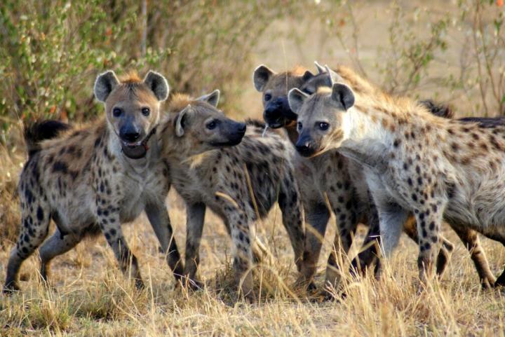 spotted hyenas in Kenya.