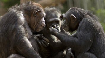 chimpanzee language claims lost in translation, researchers conclude