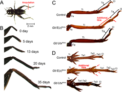 Epigenetics research traces how crickets restore lost legs