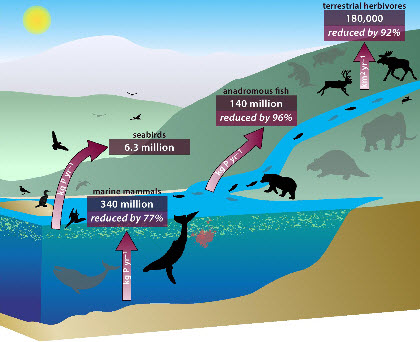 an interlinked system of animals that carry nutrients from ocean depths to deep inland